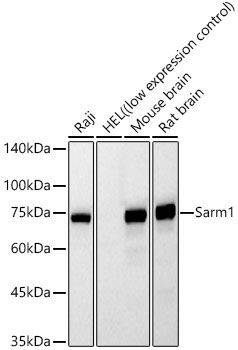 Sarm1 Mouse Monoclonal Antibody