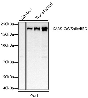 SARS-CoV Spike RBD Rabbit Monoclonal Antibody