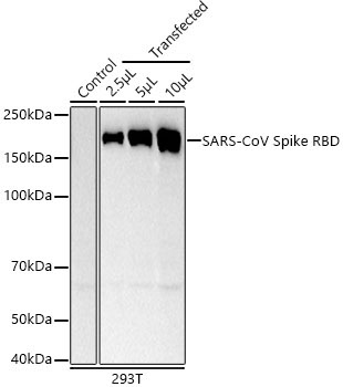 SARS-CoV Spike RBD Rabbit Monoclonal Antibody