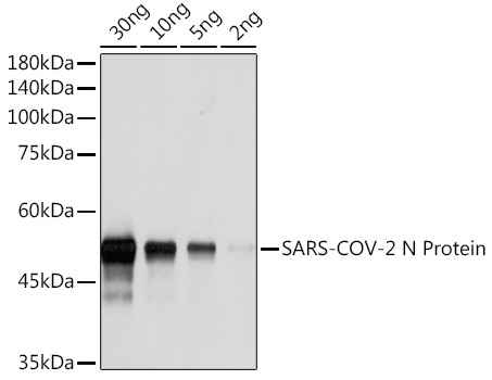 SARS-CoV-2 N Protein Rabbit Monoclonal Antibody,BSA and glycerol free