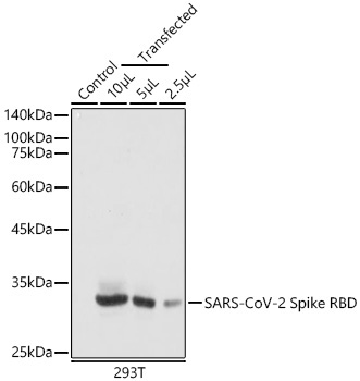 SARS-CoV-2 Spike RBD Mouse Monoclonal Antibody