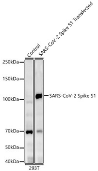 SARS-CoV-2 Spike S1 Monoclonal Antibody,BSA and glycerol free