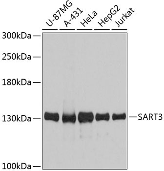 SART3 Rabbit Polyclonal Antibody