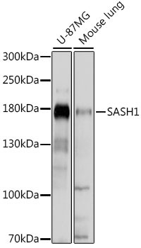 SASH1 Rabbit Polyclonal Antibody
