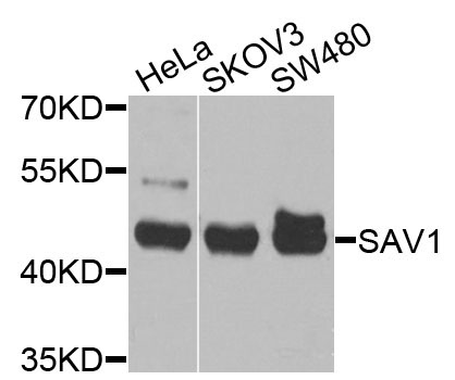 SAV1 Rabbit Polyclonal Antibody