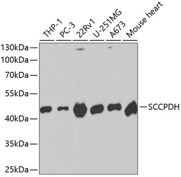 SCCPDH Rabbit Polyclonal Antibody