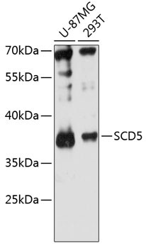 SCD5 Rabbit Polyclonal Antibody