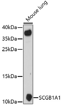 SCGB1A1 Rabbit Polyclonal Antibody