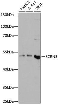 SCRN3 Rabbit Polyclonal Antibody