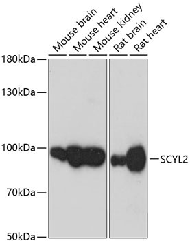 SCYL2 Rabbit Polyclonal Antibody