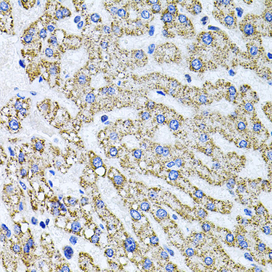 SDC2 Rabbit Polyclonal Antibody - Image 3