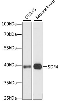 SDF4 Rabbit Polyclonal Antibody