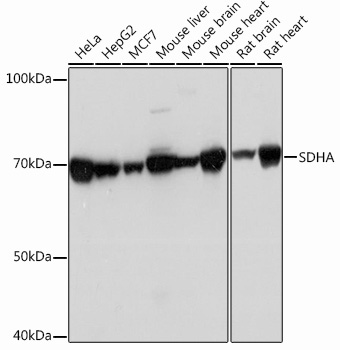 SDHA Rabbit Monoclonal Antibody