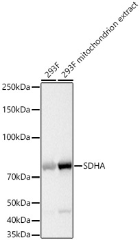SDHA Rabbit Monoclonal Antibody - Image 2