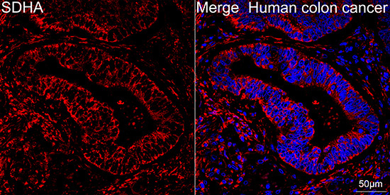 SDHA Rabbit Monoclonal Antibody - Image 3