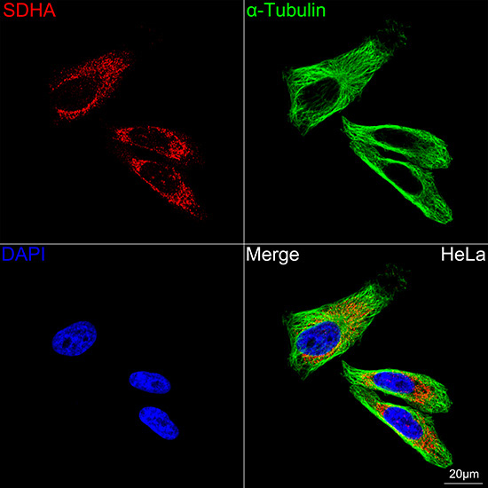 SDHA Rabbit Monoclonal Antibody - Image 4