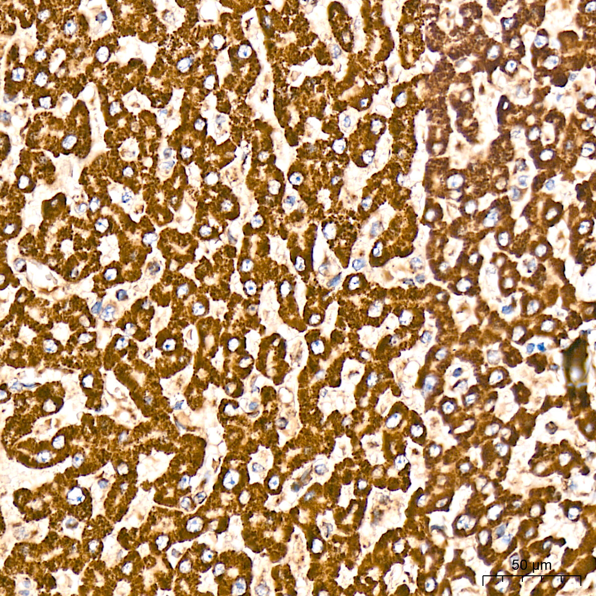 SDHB Rabbit Monoclonal Antibody - Image 2
