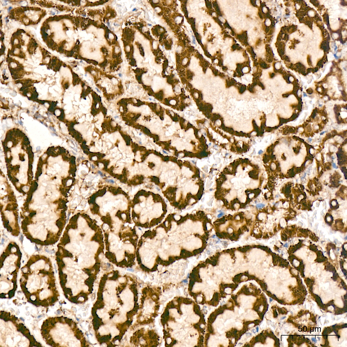 SDHB Rabbit Monoclonal Antibody - Image 4