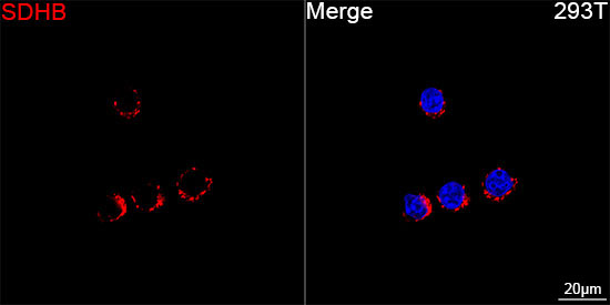 SDHB Rabbit Monoclonal Antibody - Image 5