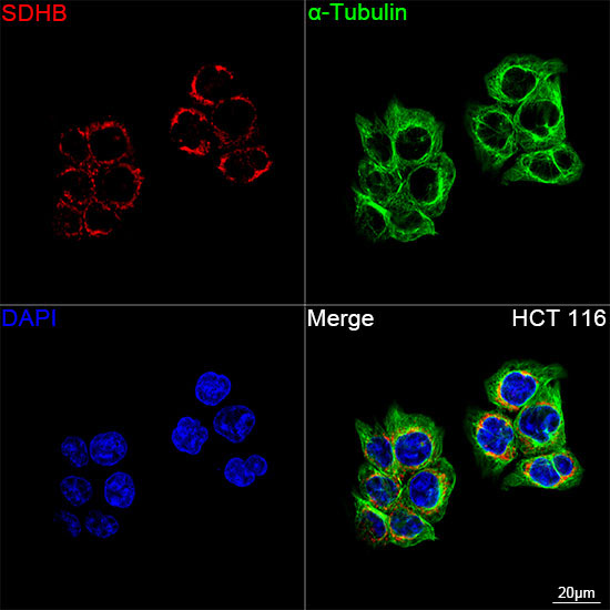 SDHB Rabbit Monoclonal Antibody - Image 6