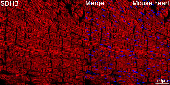 SDHB Rabbit Monoclonal Antibody - Image 7