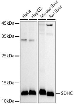 SDHC Rabbit Polyclonal Antibody