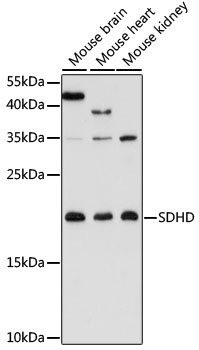 SDHD Rabbit Polyclonal Antibody