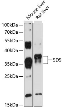 SDS Rabbit Polyclonal Antibody