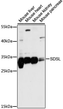 SDSL Rabbit Polyclonal Antibody