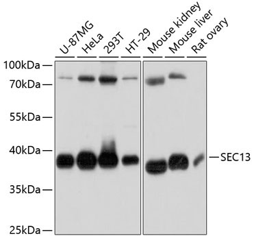 SEC13 Rabbit Polyclonal Antibody