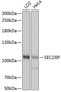 SEC23IP Rabbit Polyclonal Antibody