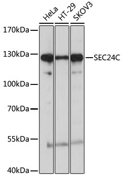 SEC24C Rabbit Polyclonal Antibody