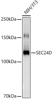 SEC24D Rabbit Monoclonal Antibody - Image 2