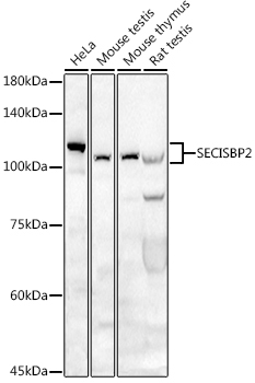 SECISBP2 Rabbit Polyclonal Antibody