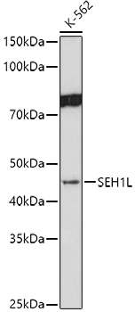 SEH1L Rabbit Polyclonal Antibody