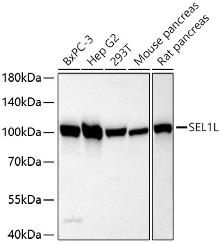 SEL1L Rabbit Polyclonal Antibody