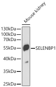 SELENBP1 Rabbit Polyclonal Antibody