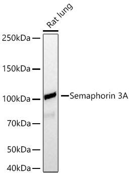 Semaphorin 3A Rabbit Monoclonal Antibody - Image 2