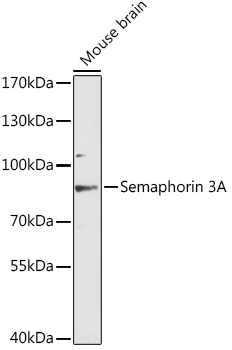 Semaphorin 3A Rabbit Polyclonal Antibody