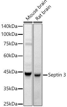 Septin 3 Rabbit Polyclonal Antibody