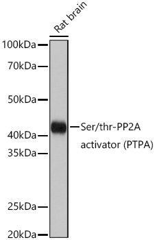 Ser/thr-PP2A activator (PTPA) Rabbit Polyclonal Antibody