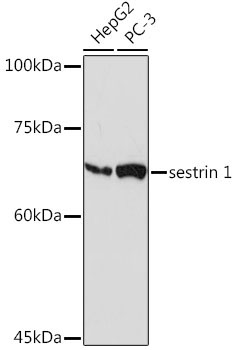 sestrin 1 Rabbit Monoclonal Antibody