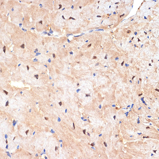 sestrin 1 Rabbit Monoclonal Antibody - Image 3