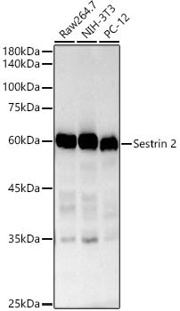 Sestrin 2 Rabbit Monoclonal Antibody - Image 2