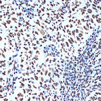 SET/TAF1 Rabbit Monoclonal Antibody - Image 3