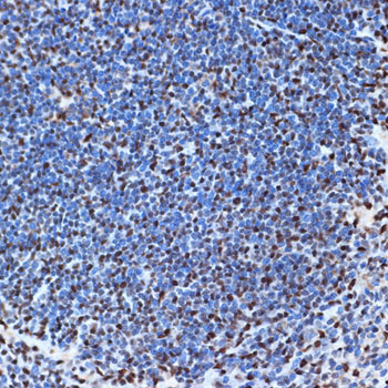 SET/TAF1 Rabbit Monoclonal Antibody - Image 4