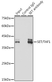 SET/TAF1 Rabbit Monoclonal Antibody - Image 6