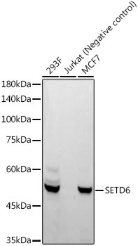 SETD6 Rabbit Monoclonal Antibody - Image 2