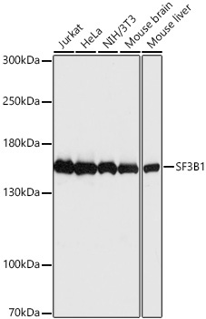 SF3B1 Rabbit Polyclonal Antibody
