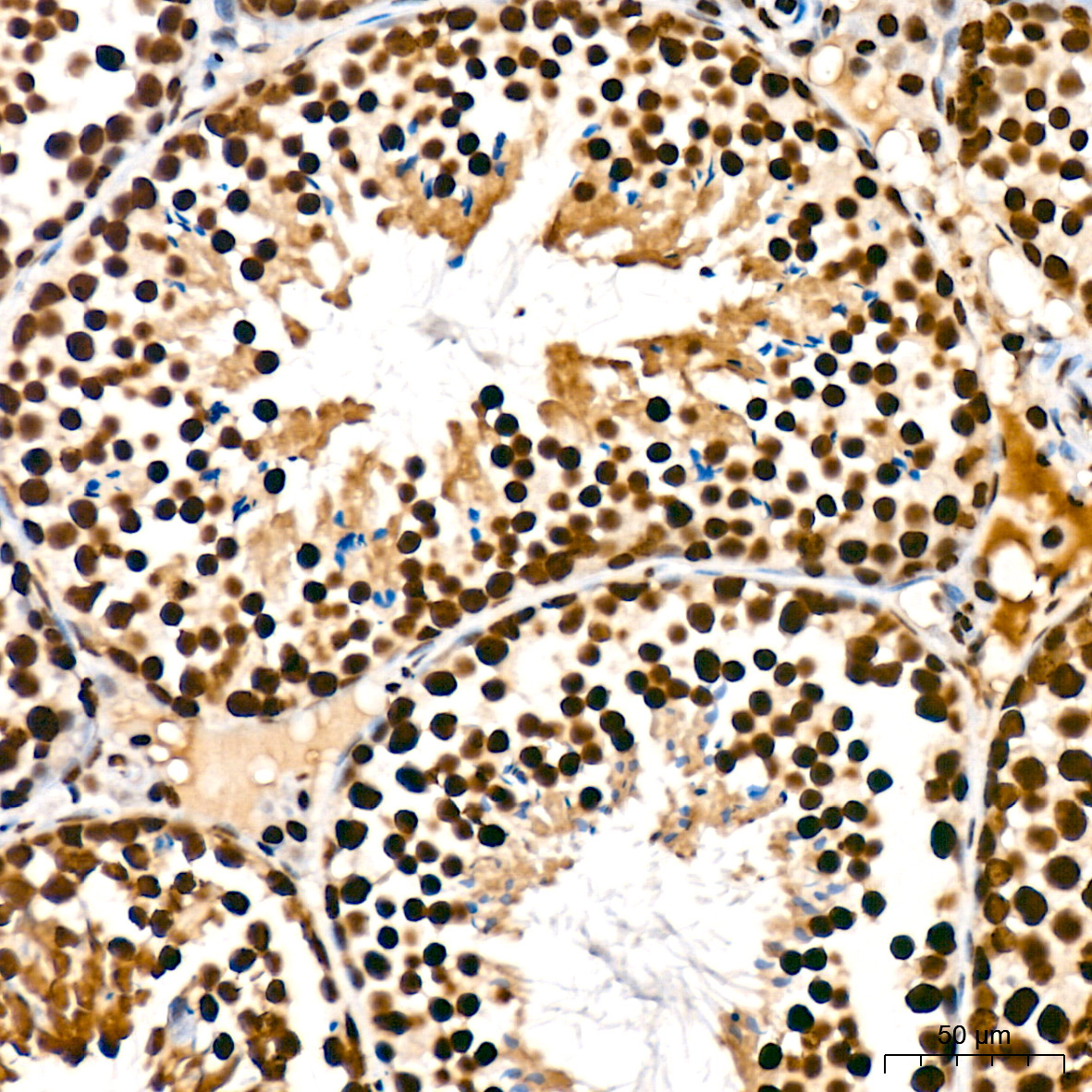 SF3B3/SAP130 Rabbit Monoclonal Antibody - Image 2